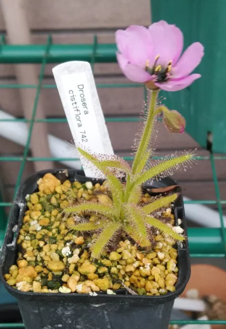 Drosera Cistiflora, 10 Semi Selezionati Di Pianta Carnivora 2