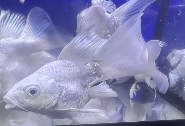 LIVE pond goldfish Fish~platinum short body Long fins koi 5.5-5.7 Inch Live Fish