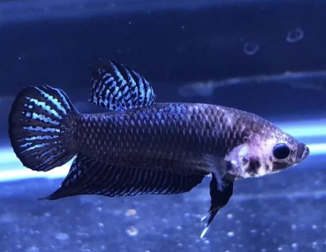 F2 Ghost Fighter Plakat Betta