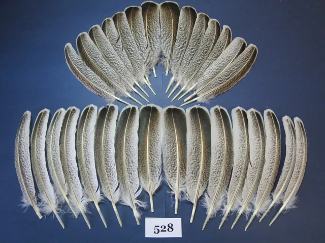 30 piezas plumas de ala de pavo, ataduras de mosca, artesanía hecha a mano, pavo híbrido (528)