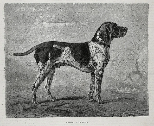 Dog German Shorthaired Pointer Hunting (Breed Named) 1880s Antique Print 2