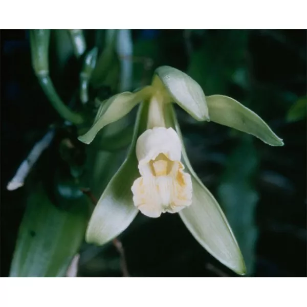 Huile essentielle VANILLE "BOURBON" - vanilla planifolia