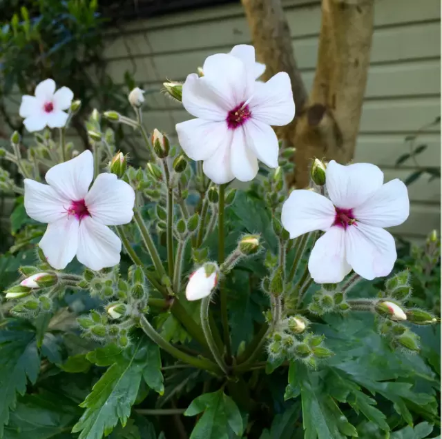 1 jeune plant Geranium maderense 'Guernsey White'  Géranium de Madère blanc rare