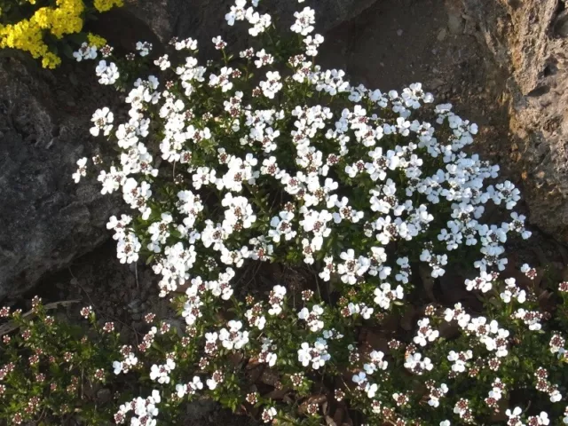 Immergrüne Schleifenblume Iberis sempervirens „Appen Etz“