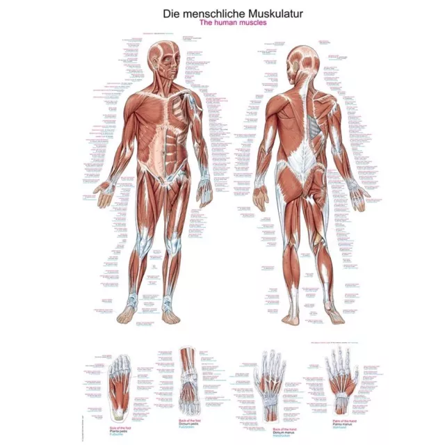 anatomische Lehrtafel „Die menschliche Muskulatur“ Anatomie Poster, Größenwahl