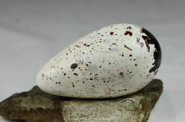 Guillemot egg,  Thin billed murre, Iceland, taxidermy, nature, real