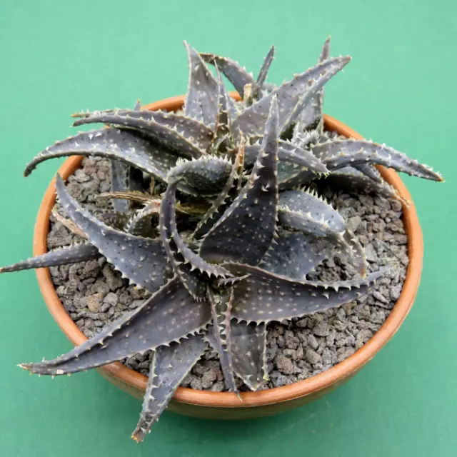 Aloe cv. Blue Jimmy,  Züchter: Thomas, 16,0 cm große Pflanze, Rarität (46)