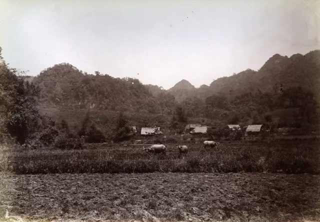 Tri Le Cai Kinh Lang Son Indochina Buffalo Vietnam Old Photo Tong Sing 1895