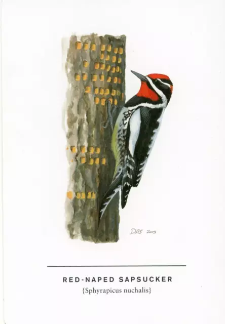 Red-Naped Sapsucker, David Allen Sibley (American, 1961-) --POSTCARD