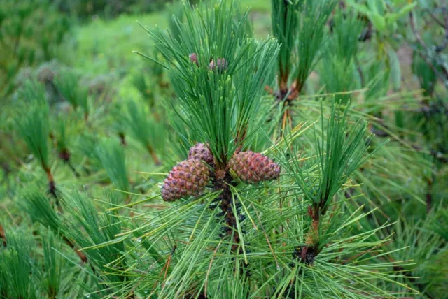 Yunnan Pine Seeds | Pinus yunnanensis Tree Seeds 🇬🇧 Trusted UK Stock