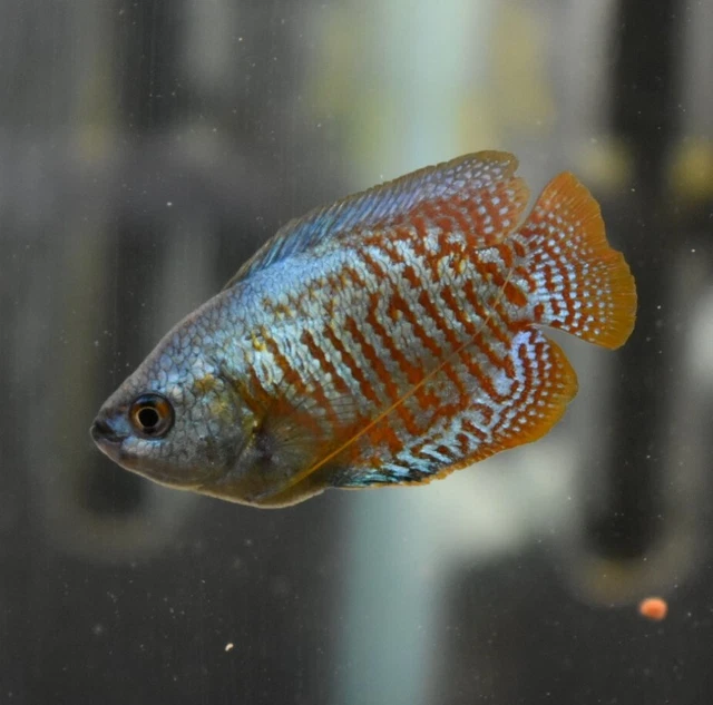 Live Neon Dwarf Gourami (Pack of 2 Freshwater Aquarium Fish) PLS READ DESCR 3