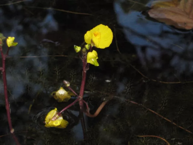 Wasserschlauch - Utricularia vulgaris Schwimmpflanze Teichpflanzen Teichpflanze