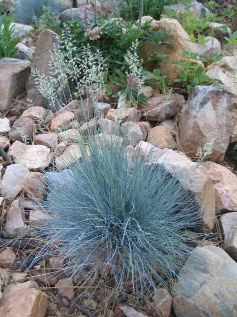 15 graines FETUQUE BLEUE(Festuca Glauca)G237 BLUE FESCUE SEED SAMEN SEMILLA SEMI