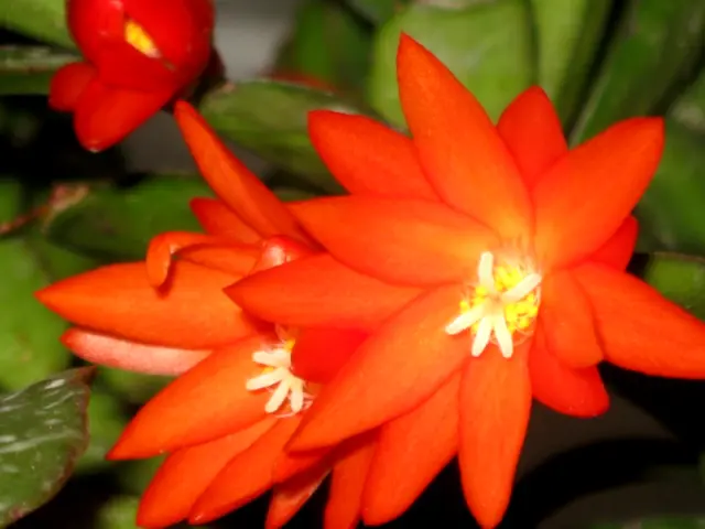 Easter Cactus Rhipsalidopsis ,Like Zygo "Tiger Orange" 2 Cuttings