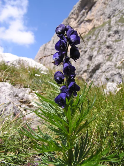 100 Samen Blauer Eisenhut -  Aconitum napellus (Sturmhut) 2