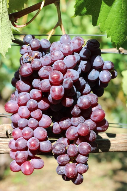 Weinrebe , pilzfeste kernlose Tafeltraube KLUBNI (Klubnitschnij)