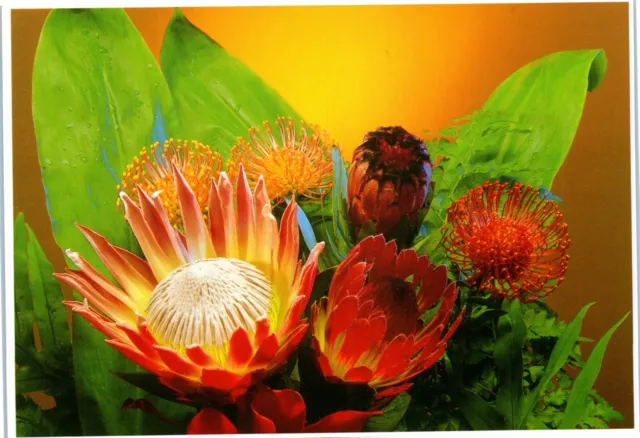 Postcard Proteas of Maui Hawaii Protea grows on the Island of Maui flowers