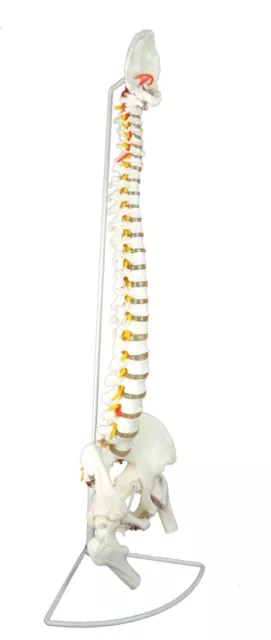 Medical Anatomical Classic Spine Model with Femur Heads, Flexible, Life Size