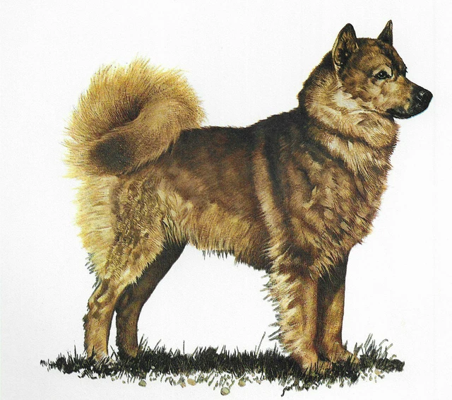 Finnish Spitz - CUSTOM MATTED - 1976 Vintage Dog Art Print - Cozzaglio Finnish Spitz - CUSTOM MATTED - 1976 Vintage Dog Art Print - Cozzaglio