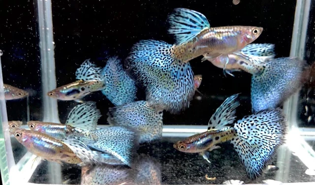 1 TRIO LIVE GUPPY FISH Blue Grass HIGH QUALITY USA SELLER - 1 MALE 2 FEMALE