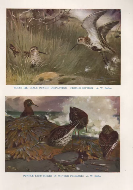 Vintage Oiseau Imprimé ~ Violet Sand-Pipers En Hiver Plummage ~ Bécasseau