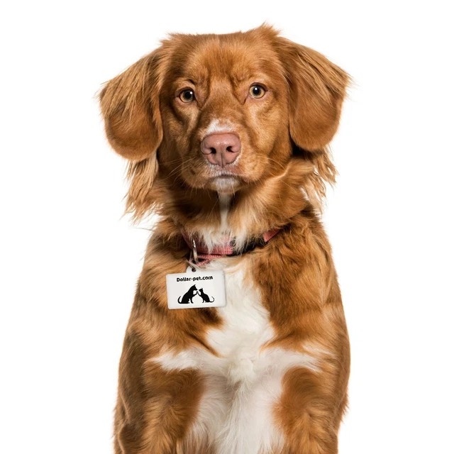 Dollar-pet Cat and Dog Pet Tag 1pc