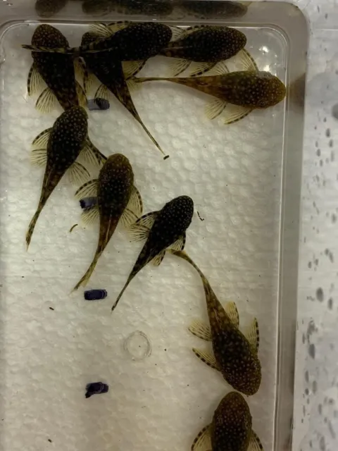 Chocolate Shortfin Bristlenose Pleco 2-2.5 Inch Live Aquarium Fish