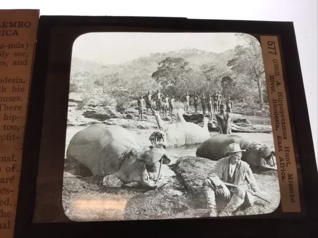 Glass Magic Lantern Slide Antique PHOTO Real History Hippo Hunt Rhodesia