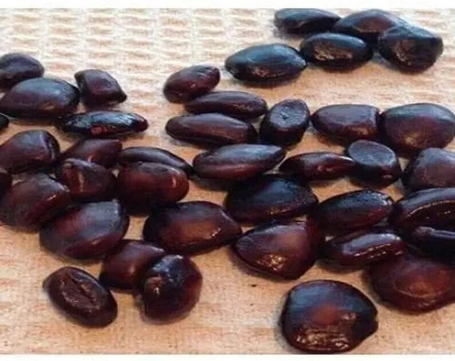Tamarindo biologico, Tamarindo dolce naturale Semi di tamarindo, Tamarindus...