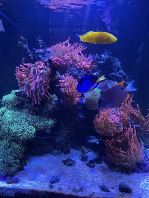TMC Reef Habitat Marine Aquarium Fish Tank. AI Hydra 32 HD LED. Bubble Magus.