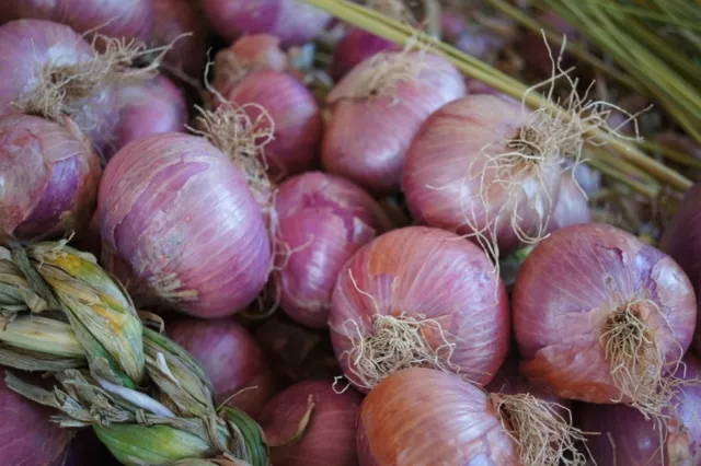 300 Semi- Cipolla Rosa Siciliana 1 Grammo -- Spedizione Gratuita