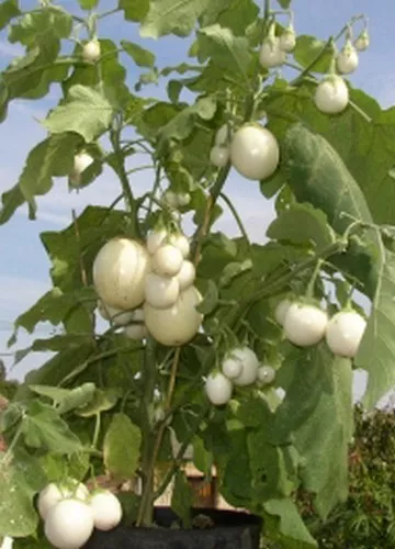 SAMEN Der Eierbaum: Eier am Baum, den ganzen Sommer über !