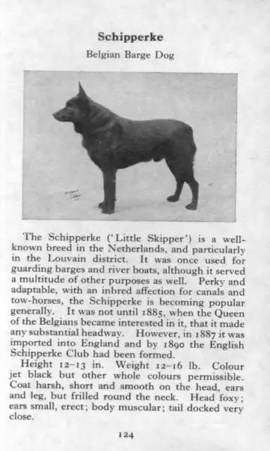 Schipperke - 1970 Vintage Dog Art Photo Print - Matted GIFT