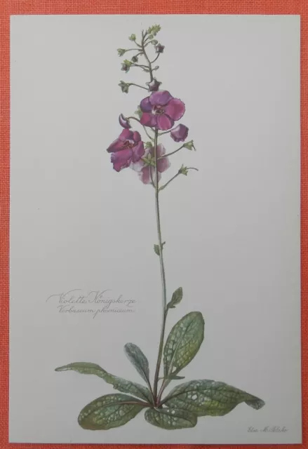 Violette Königskerze Verbascum phoeniceum Arznei Farbdruck 1954 Elsa M. Felsko