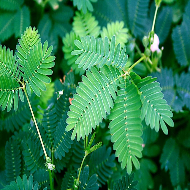 Dwarf (Mimosa pudica) "Sensitive Plant" Tropical Houseplant Flower Tree Seeds