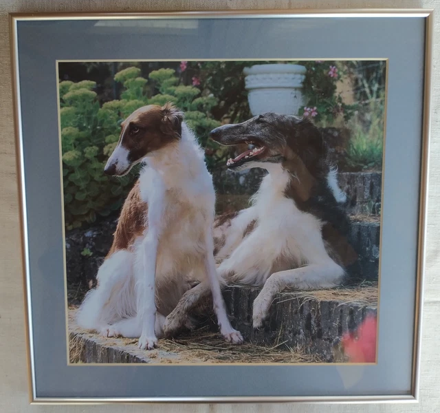 Original Borzoi Photo Brindle Adult w/Red/White Youngster matted/framed 15"x15"
