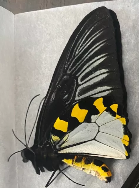 Papillon de collection: Troides hypolitus couple (pair) A1 Bantimurung Célèbes