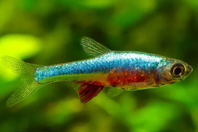 Group of 5+1 Live Blue Neon Dwarf Rasboras Freshwater Tropical Fish Premium A+++