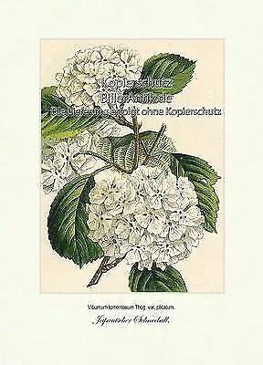 Japanischer Schneeball Viburnum tomentosum Moschuskrautgewächse Vilmorin A3 345