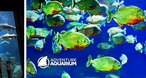 Adventure Aquarium Nj Tickets Savings Code Discount Promo An Information Tool