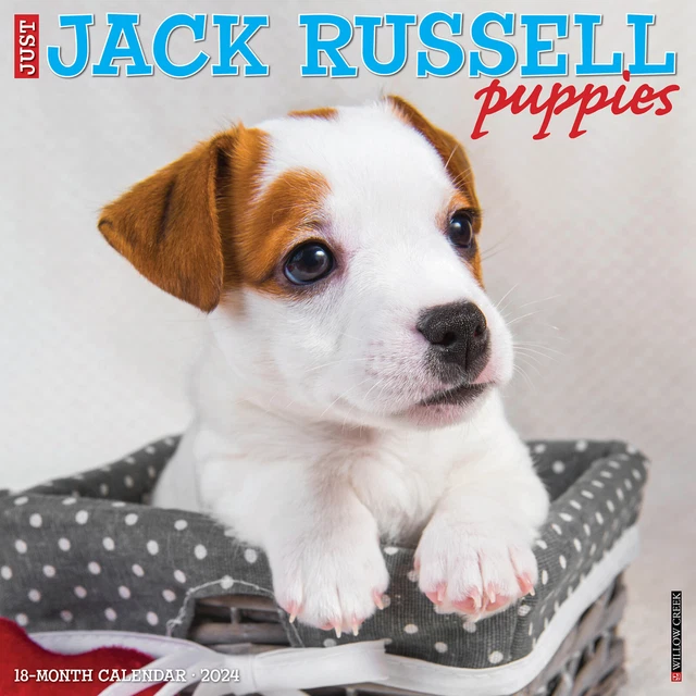 JUST JACK RUSSELL Puppies 2024 12 X 12 Wall Calendar by Willow Creek