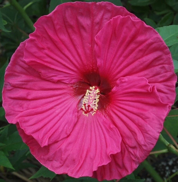 SUMMER IN PARADISE Hardy Hibiscus  --  Plant in 4.5" pot