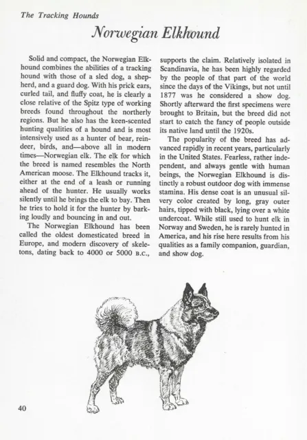 The Norwegian Elkhound Elk Hound - CUSTOM MATTED - Vintage Dog Art Print - "G"