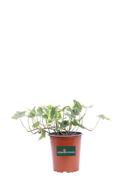 Best Artificial IL15 – Pianta Di Edera Inglese Artificiale In Tonalità Autunno – Tralcio Da 210 Cm Con 80 Foglie – Per Decorazione - 5