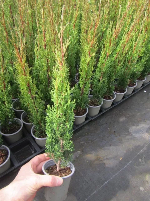 Cupressus sempervirens 'Totem' - Säulen Toskana Zypresse - Pflanze 40-60cm