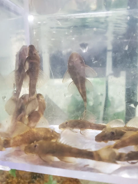 GREEN DRAGON Bristlenose Pleco 1.5 in to 2 in Standard short fin
