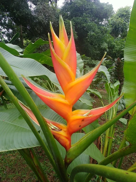 thumbnail image 2 of Heliconia Stricta 'Slash And Burn' Live Tropical Rhizome – Exotic Yellow Flowering Plant 2 of 6