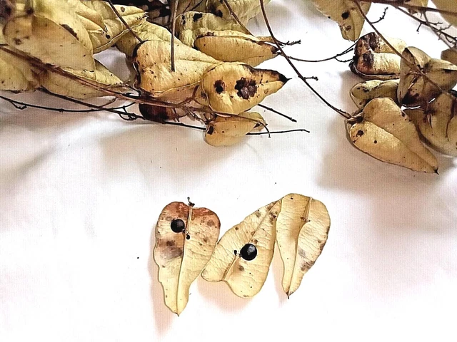 Natural Golden Raintree (Koelreuteria paniculata) PODS 3 Sided Paper-Like Crafts