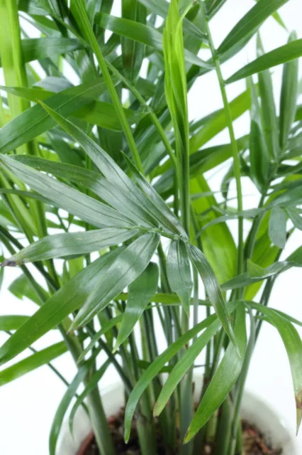 SAMEN Garten Balkon Samen exotische Pflanze Kübelpflanzen Zierpalme Exot PEMBA