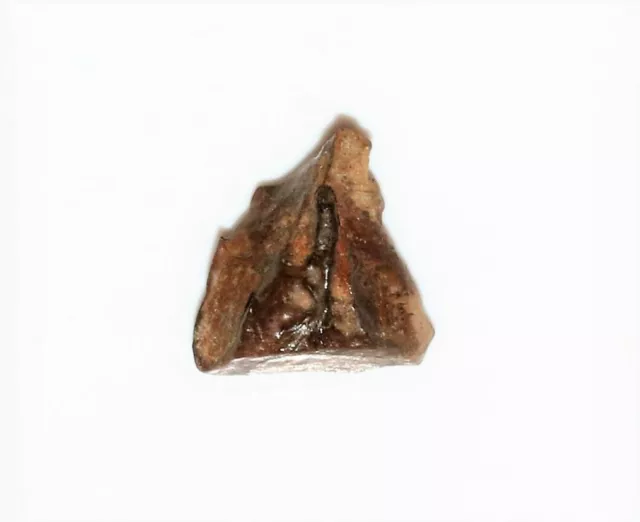 Triceratops Tooth Dinosaur Teeth Real Fossil Reptile Extinct Relic Montana Nice 10